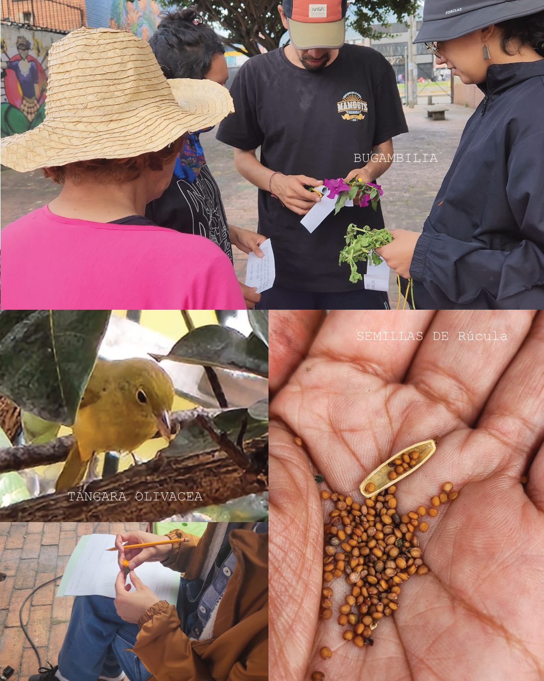 Talleres de identificación de especies en la huerta